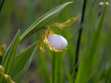 Small White Lady's Slipper Orchid