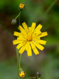 Rattlesnake Weed