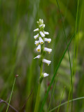 Wide-leaved Ladies'-tresses Orchid