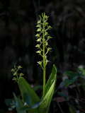 Loesel's Twayblade Orchid