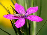 Deptford Pink with Four-spotted Tree Cricket Nymph 