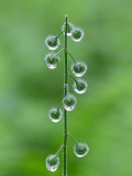 Water Drops on Enchanter's Nightshade Seeds