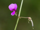 Hoary Tick-trefoil
