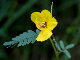 Partridge Pea