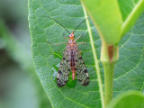 Scorponfly