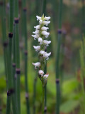 Hooded Ladies'-tresses Orchid