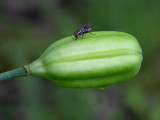 Canada Lily Seedpod
