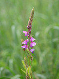 Showy Tick Trefoil