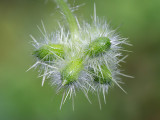 Bur Cucumber Fruit