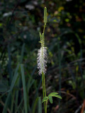 Canadian Burnet