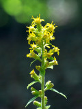 Stout Goldenrod