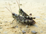 Grasshoppers Mating