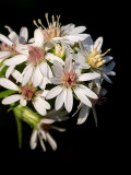 Lowrie's Aster