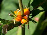 Orange-fruited Horse Gentian