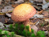 Painted Suillus Mushroom