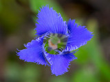 Fringed Gentian