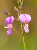 Hoary Tick-trefoil