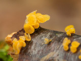 Golden Jelly Cone Fungus