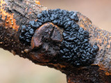 Black Jelly Roll Fungus