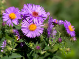 New England Aster