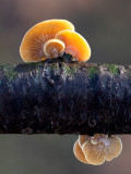 Luminescent Panellus Mushroom