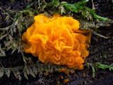 Witchs Butter Fungus
