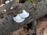 Common Split Gill Mushroom