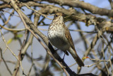 Hermit Thrush