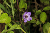 Fiesta Flower (<em>Pholistoma auritum</em>)