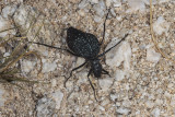 Inflated Beetle (<em>Cysteodemus armatus</em>)