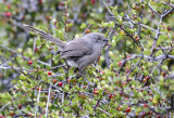 Wrentit