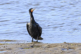 Double-creasted Cormorant