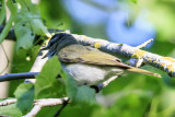 Red-eyed Vireo