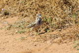 American Lark Sparrow