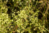 Narrow-leaf Bedstraw (<em>Galium angustifolium</em>)