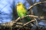 Budgerigar