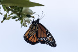 Monarch (Danaus plexippus)