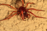 Red and White Steatoda  (<em>Asagena fulva</em>)