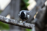 Mountain Chickadee