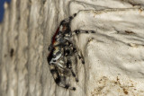 Jumping spider (<em>Phidippus adumbratus</em>)