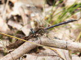 Dusky Clubtail female #2016-002 _2MK7440.jpg