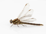 Dusky Clubtail female #2016-003 _MKR6164.jpg