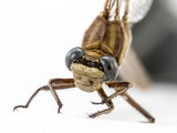 Dusky Clubtail female #2016-003 face _MKR6133.jpg