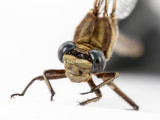 Dusky Clubtail female #2016-003 face _MKR6136.jpg