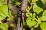 Chalk-fronted Corporal _MG_1061.jpg