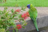 Lorikeet