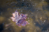 Maple Leaf in Ice