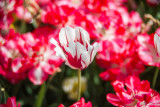 Tulip Day in the Garden II