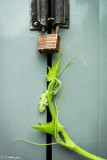 The Lock and the Pumpkin Vine