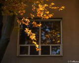 Beech By the Window